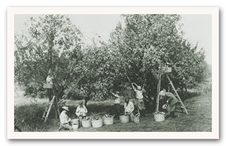 Apple Giving Tree Donation